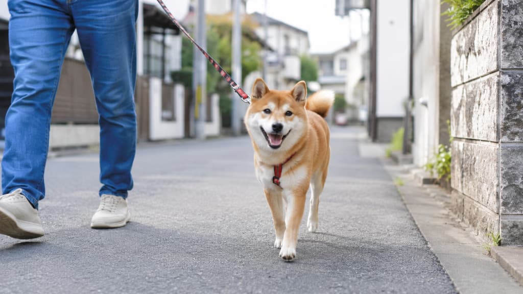 A dog on a leash walking a residential street in Japan, illustrating pet-friendly life for expats