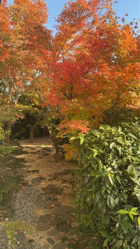 Japanese maple leaves turning red and orange over a stone-path garden under a clear autumn sky